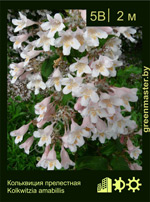 Изображение: кольквиция приятная (kolkwitzia amabilis)