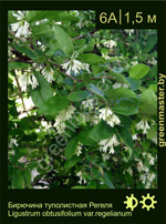 Изображение: бирючина туполистная (ligustrum obtusifolium)' var.regelianum'