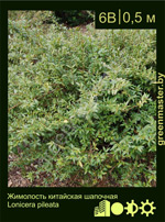 Изображение: жимолость шапочная (lonicera pileata)' '