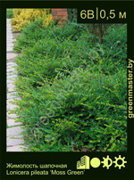 Изображение: жимолость шапочная (lonicera pileata)' moss green'