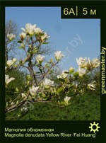 Изображение: магнолия обнаженная (magnolia denudata)' fei huang'