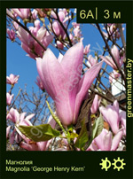 Изображение: магнолия гибридная, кустарники (magnolia hybrida)' george henry kern'