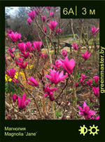 Изображение: магнолия гибридная (magnolia hybrida)' jane'