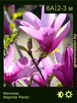 Изображение: магнолия гибридная (magnolia hybrida)' randy'