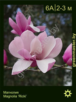 Изображение: магнолия гибридная, кустарники (magnolia hybrida)' ricki'