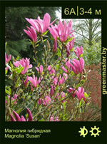 Изображение: магнолия гибридная (magnolia hybrida)' susan'