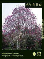 Изображение: магнолия Суланжа (magnolia soulangeana)