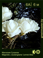 Изображение: магнолия Суланжа (magnolia soulangeana)' lennei alba'