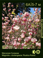 Изображение: магнолия Суланжа (magnolia soulangeana) 'rustica rubra'