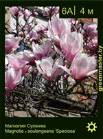Изображение: магнолия Суланжа (magnolia soulangeana)' speciosa'