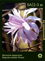 Изображение: магнолия звезчатая (magnolia stellata)' rosea'