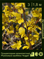 Изображение: пузыреплодник калинолистный (physocarpus opulifolius) 'nugget'