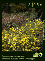 Изображение: лапчатка кустарниковая (potentilla fruticosa) 'dart's golddigger'