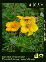 Изображение: лапчатка кустарниковая (potentilla fruticosa) 'hopleys orange'