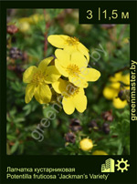 Изображение: лапчатка кустарниковая (potentilla fruticosa) 'jackman's variety'