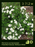Изображение: лапчатка кустарниковая (potentilla fruticosa)' McKay's white'
