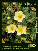 Изображение: лапчатка кустарниковая (potentilla fruticosa) 'primrose beauty'