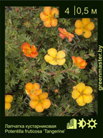 Изображение: лапчатка кустарниковая (potentilla fruticosa)' tangerine'