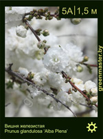 Изображение: вишня железистая (prunus glandulosa)' alba plena'