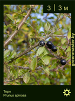 Изображение: тёрн (prunus spinosa)
