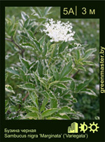 Изображение: бузина черная (sambucus nigra)' marginata'
