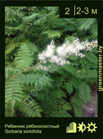 Изображение: рябинник рябинолистный (sorbaria sorbifolia)' '
