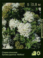 Изображение: спирея японская (spiraea japonica)' albiflora'