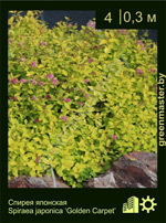 Изображение: спирея японская (spiraea japonica)' golden carpet'