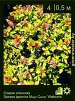 Изображение: спирея японская (spiraea japonica)' walbuma'
