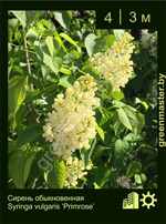 Изображение: сирень обыкновенная (syringa vulgaris)' primrose'