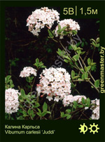 Изображение: калина Карльса (viburnum carlesii)' juddi'