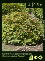 Изображение: калина обыкновенная (viburnum opulus)' nanum'
