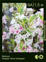 Изображение: вейгела гибридная (weigela hybrida)' nana variegata'
