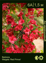 Изображение: вейгела гибридная (weigela hybrida)' red prince'