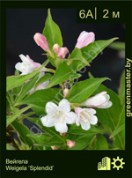 Изображение: вейгела гибридная (weigela hybrida)' splendid'