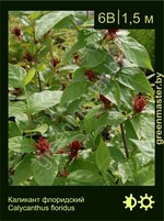 Изображение: каликант цветущий (calycanthus floridus)' '