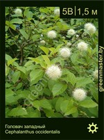Изображение: цветоголовник западный (cephalanthus occidentalis)' '