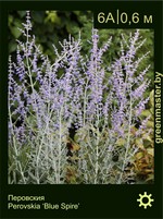 Изображение: перовския лебедолистная (perovskia atriplicifolia) 'blue spire'