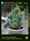 Изображение: сосна мелкоцветковая (pinus parviflora) 'bonnie bergman'