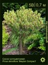 Изображение: сосна густоцветковая (pinus densiflora) 'meylan compact'