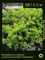 Изображение: можжевельник лежачий (juniperus procumbens) 'kishiogima'
