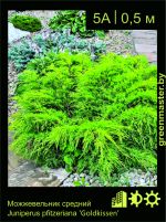 Изображение: можжевельник средний (juniperus pfitzeriana) 'goldkissen'
