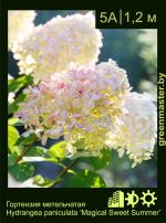 Изображение: гортензия метельчатая (hydrangea paniculata) 'magical sweet summer'