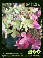 Изображение: гортензия метельчатая (hydrangea paniculata) 'pastelgreen rencolor'