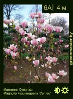 Изображение: магнолия Суланжа (magnolia soulangeana) 'cameo'