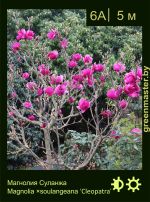 Изображение: магнолия Суланжа (magnolia soulangeana) 'cleopatra'