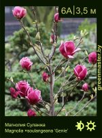 Изображение: магнолия гибридная (magnolia hybrida) 'genie'