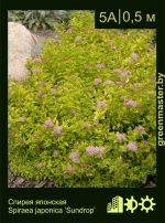 Изображение: спирея японская (spiraea japonica) 'sundrop'