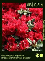 Изображение: рододендрон Форреста (rhododendron forrestii) 'buketta'