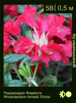 Изображение: рододендрон Форреста (rhododendron forrestii) 'elviira'